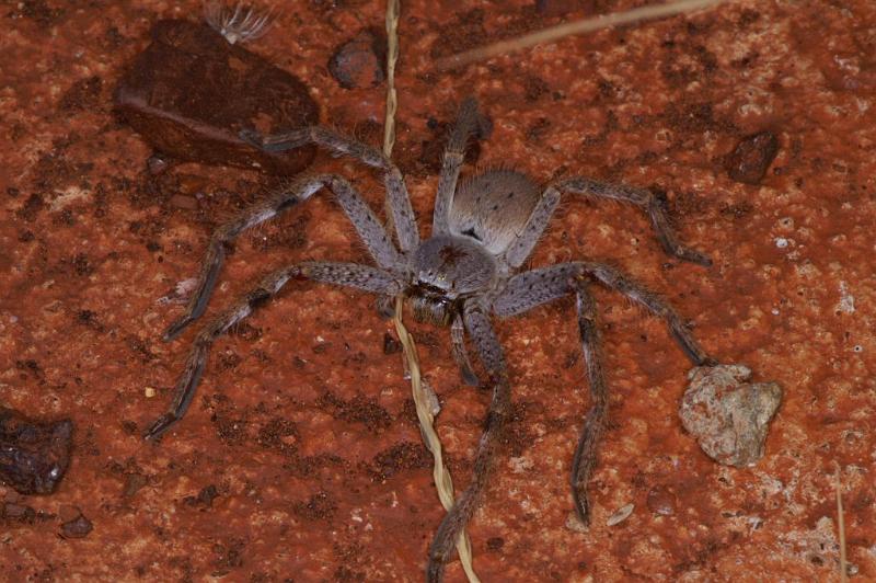 Holconia_ZZ306_D3435_Z_84_E. of Nuendah homestead_Australie.jpg